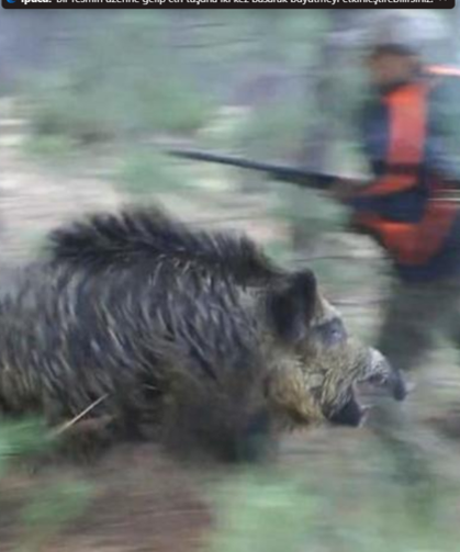 Ormanda mantar toplarken domuz saldırdı!