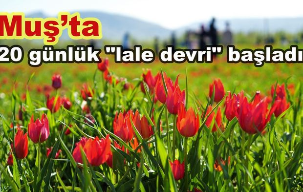 Muş'ta 20 günlük "lale devri" başladı