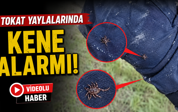 Havalar ısındı, keneler ortaya çıktı: Tokat yaylalarında dikkat çeken görüntüler