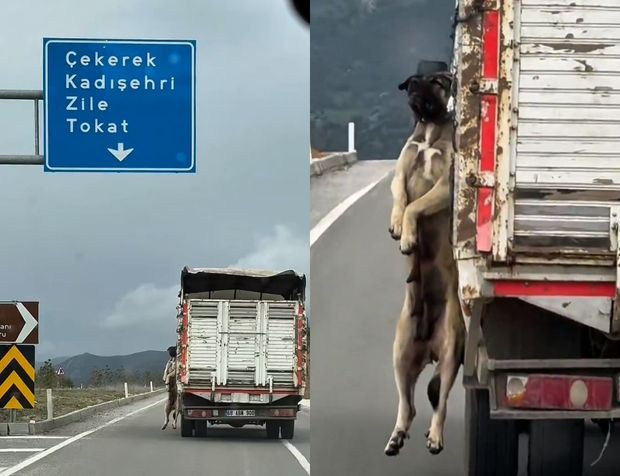 Yürek Sızlatan Görüntü: Kamyonet Kasasında Asılı Köpekle İlerledi