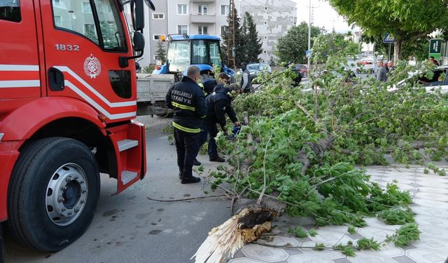 Kırklareli’nde şiddetli rüzgar ağacı devirdi: 1 araç hasar gördü