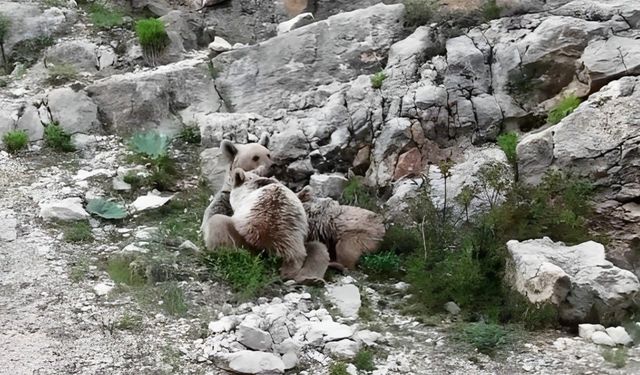 Tunceli’de anne ayı, yavrularını emzirirken görüntülendi