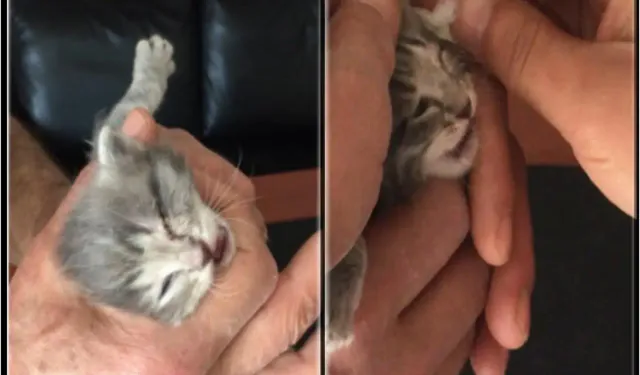 Kahvehanede Doğum Yapan Kedi ve Yavruları Güvenli Ellerde