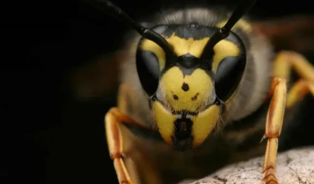 Ordu, fındığı samuray arılarla koruyacak