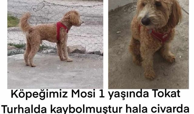 Turhal'da Kayıp Süs Köpeği İçin 10 Bin Lira Ödül