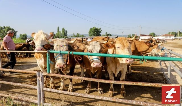 Tokat'ta Kurban Bayramı Öncesi Hayvan Yetiştiricilerine Önemli Uyarı:Yeni Düzenlemelere Dikkat!