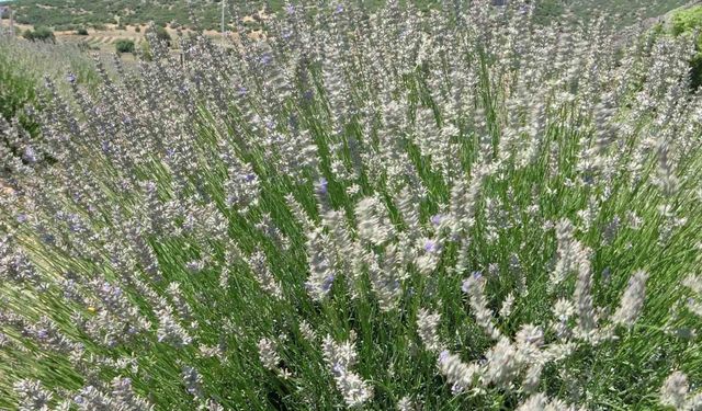 Lavanta kokulu köyde hasat başladı