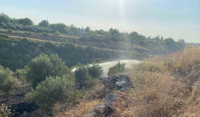 Osmaniye’de çıkan anız yangını zeytin bahçesine sıçradı