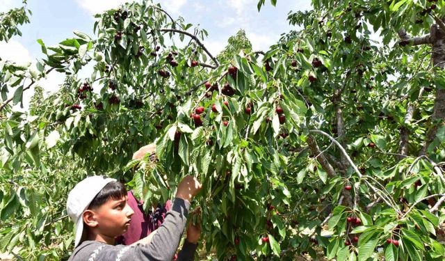 Türkiye’nin en geç kiraz hasadı Ahlat’ta yapılıyor