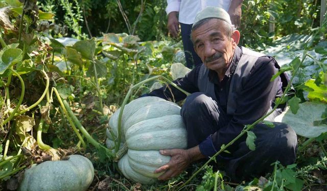 Ata tohumundan yetiştirdi, halen büyüyor, gören şaşıyor