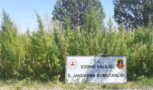 Edirne’de 159 bin kök kenevir ele geçirildi