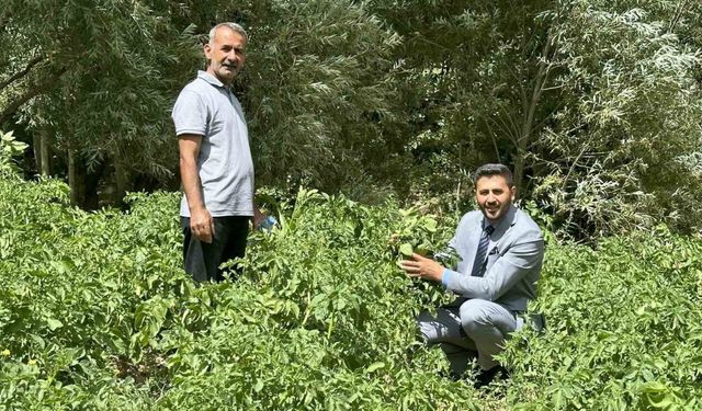 Yüksekova’da patateste iyi verim bekleniyor