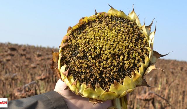 Tokat’ta ayçiçeği üreticisinin gözü bu rakamdaydı: Yeni fiyat belli oldu