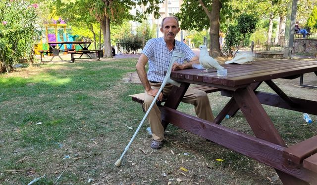 Ayağı sakat güvercin "Paşa", tek bacağını kaybeden işçiye yoldaş oldu