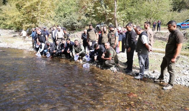 Düzce'de derelere 15 bin alabalık yavrusu bırakıldı