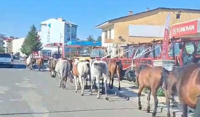 Ardahan’da başıboş atlar sokak ortasında geziyor