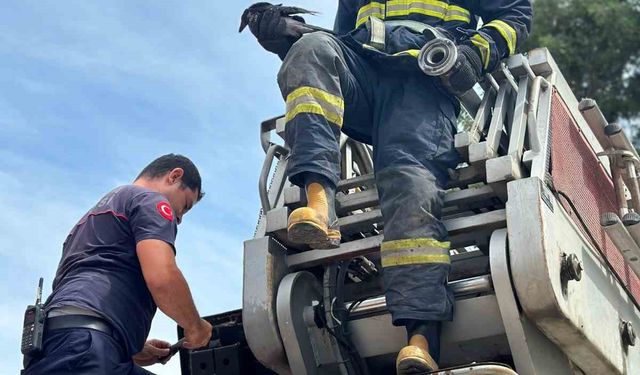 Ayağına misina dolanıp ağaçta mahsur kalan karga kurtarıldı