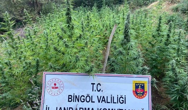 Bingöl’de 225 kök kenevir ele geçirildi