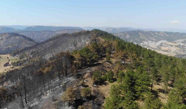 Bolu tarihinin en büyük yangınının yaraları sarılıyor