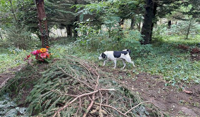 Ordu'da "Teo" isimli köpek sahibinin mezarı başında bekliyor