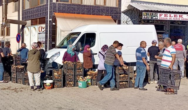 Sinop'ta ormanlarda doğal yetişen mantarların toplanmasına başlandı