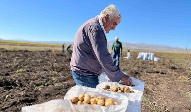 Arpaçay’da kışlık patates hasadı başladı