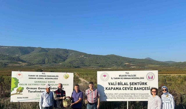 Kavaklığı ceviz bahçesine dönüştüren muhtarlık ilk hasadını yaptı