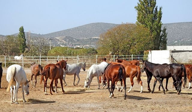 Şampiyon atlar Alaçatı’da yetişiyor