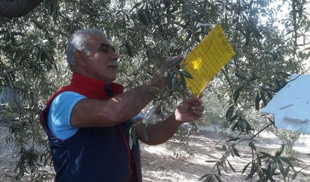 Söke’de zeytin sineği tuzağı kontrolleri sürüyor