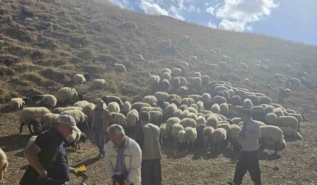 Yüksekova’da küçükbaş hayvanlara aşılama ve küpeleme çalışması