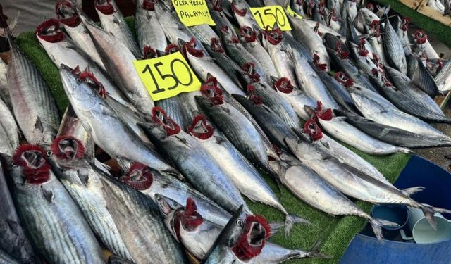 Rize’de 3 Palamut 100 TL, Tokat’ta Tanesi 150 TL! Vatandaş Fiyat Farkına Tepkili