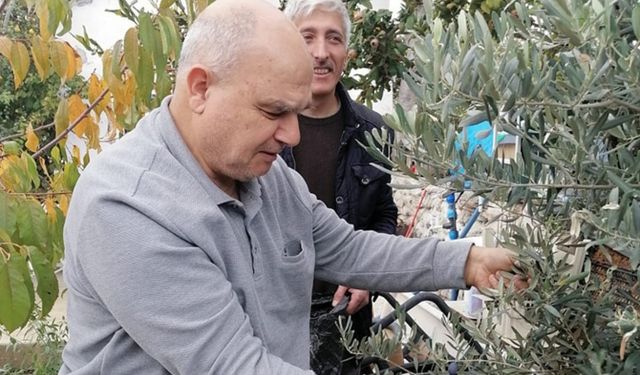 Zile'de zeytin yetiştirmeyi başardı, şimdi hasat ediyor!