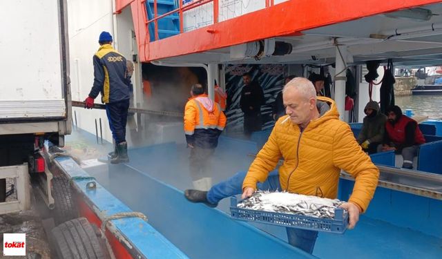 Karadeniz'den tonlarca çıktı:Bakın Fiyatı Tezgaha Nasıl Yansıdı