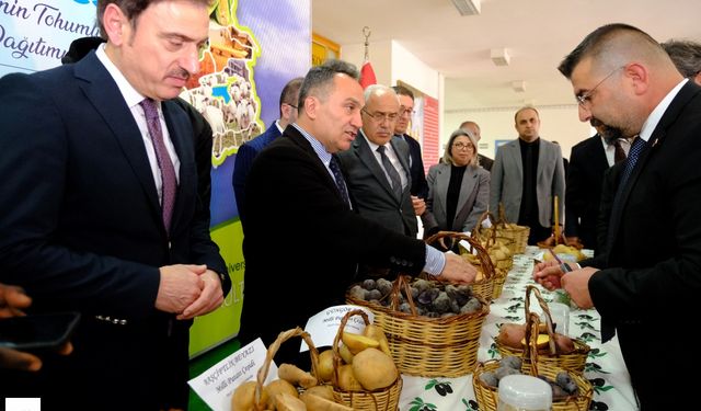 Tokat'ta üreticiye tohumluk Milli Patates