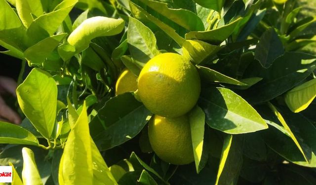 İklim Değişti, Tokat'ta Limon Üretimi Başladı