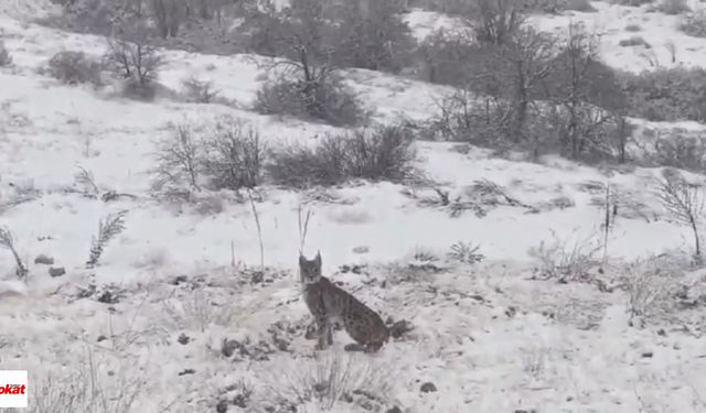 Tokat’ın Ardından Erzincan’da da Görüntülendi: Kırmızı Listedeydi!