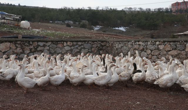 Marketini satarak kaz işine girdi, paraya para demiyor