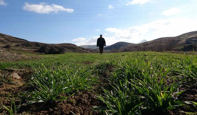 Küresel ısınmanın etkileri Yozgat’taki 40 yıllık çiftçiyi kara kara düşündürüyor