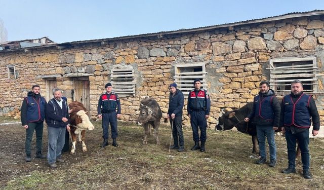 Sivas’ta büyükbaş hayvan çalan 4 kişi tutuklandı