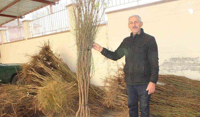 Tokat'ta badem üretimi yaygınlaşıyor