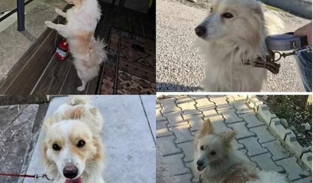 Tokat’ta Sahipleri,  Kayıp Köpekleri Max’ı Arıyor