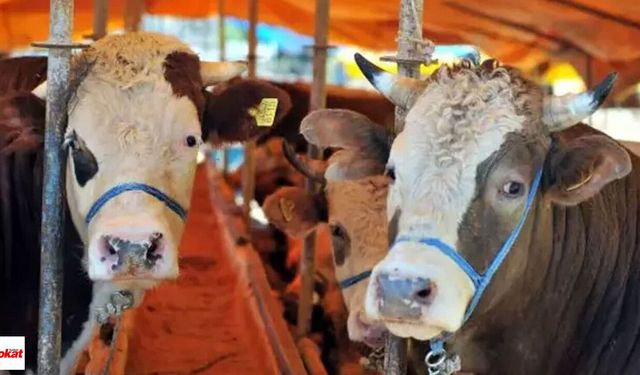 Türkiye’nin hayvan varlığı belli oldu: 6 ayda tablo değişti