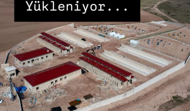 Tokat’ta Sokak Hayvanları İçin Dev Adım: Çamlıbel Bakımevi Havadan Görüntülendi
