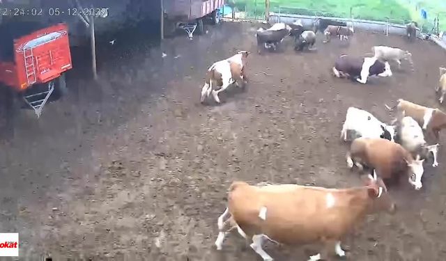 İneklerin depreme yakalandığı anlar kamerada