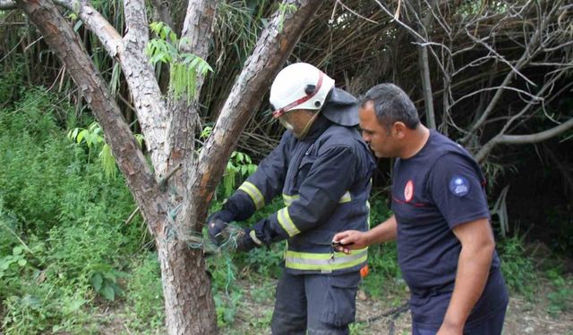 Serik’te ağlara dolanan yılanı itfaiye kurtardı
