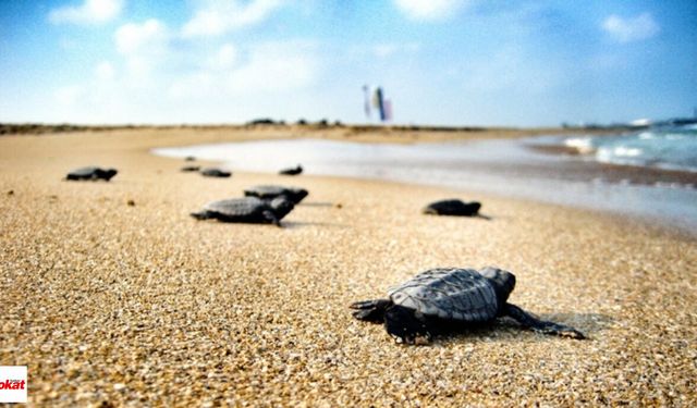 İztuzu Sahili’nde 2025’in İlk Caretta Caretta Yuvası Tespit Edildi