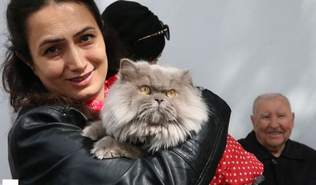 Tokat’ta Patili Güzellik Yarışı: Kediler Podyuma Çıktı