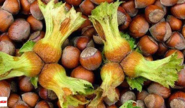 Tokat'ta Üretiliyor Çuval Çuval İhraç Ediliyor Avrupa ve Arap Ülkeleri Kapış Kapış Alıyor