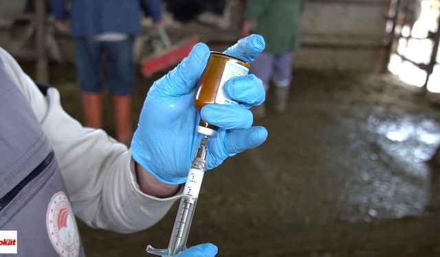 Tokat’ta Hayvan Yetiştiricileri Dikkat: 13 Kasım’a Kadar Sürecek