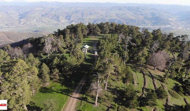 Kent Merkezine Bu Kadar Yakın Başka Yayla Var mı? Tokat’ın Zirvedeki Kaçış Noktası